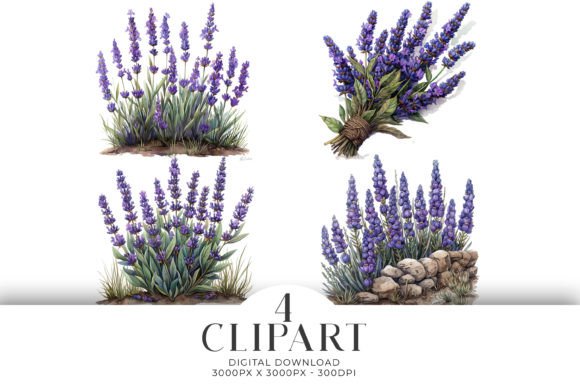 Download Lavender Clipart Watercolour PNG - Clipart Collection
